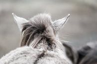 Close-up van een konikpaard in de Kennemerduinen van Melissa Peltenburg thumbnail