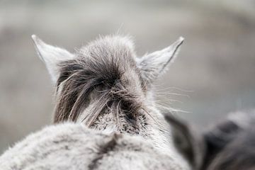 Close-up van een konikpaard in de Kennemerduinen van Melissa Peltenburg