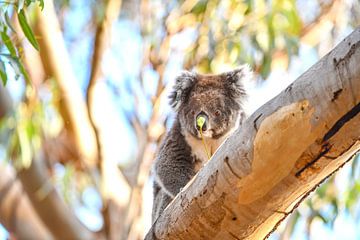 Koala in de boom van Robert Styppa