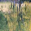 Berkenbomen weerspiegelen in het water van Barbara Brolsma