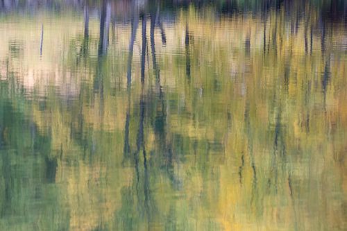 Berkenbomen weerspiegelen in het water