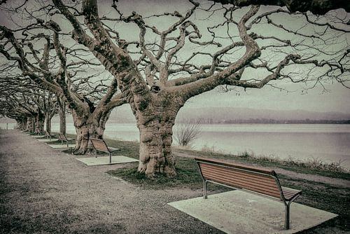 Platanen bij de pier van Radolfzell - Bodenmeer