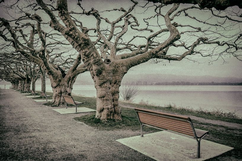 Plane trees at the Radolfzell pier - Lake Constance by BlattArt - Christine Horn