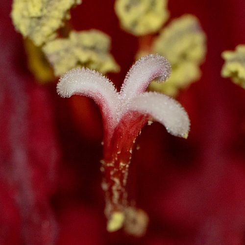 Le cœur d'une tulipe