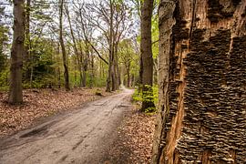 Alte Waldpfade in Drente und Overijssel.