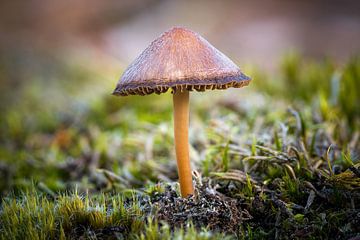 Waldbewohner in der Stille