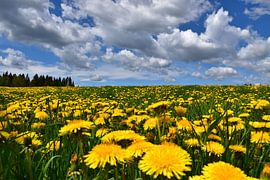Ein Feld voller Löwenzahn im Frühling von Claude Laprise