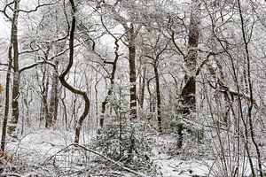 Winter im Zeister Wald, Utrecht Ridge!