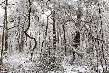Winter im Zeister Wald, Utrecht Ridge! von Peter Haastrecht, van