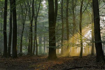 When the sun comes into the Forest by Jos Erkamp