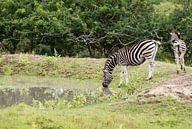 zebra drinking water par ChrisWillemsen Aperçu