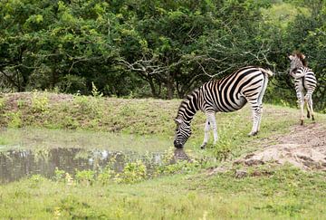 zebra drinking water van ChrisWillemsen