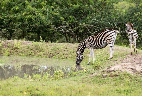 zebra drinking water