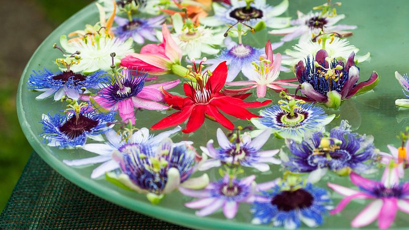 schaal met drijvende passiebloemen van Tom Elst