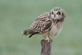 Hibou des marais sur un poteau sur Menno Schaefer