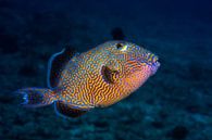 Blue triggerfish, Barathieu Gabriel van 1x thumbnail