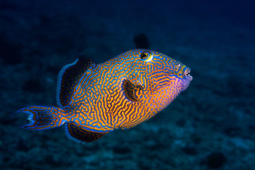 Blue triggerfish, Barathieu Gabriel van 1x