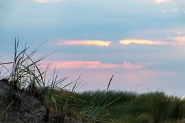 Dune grass in the dunes of Saint Peter Ording by Alexander Wolff