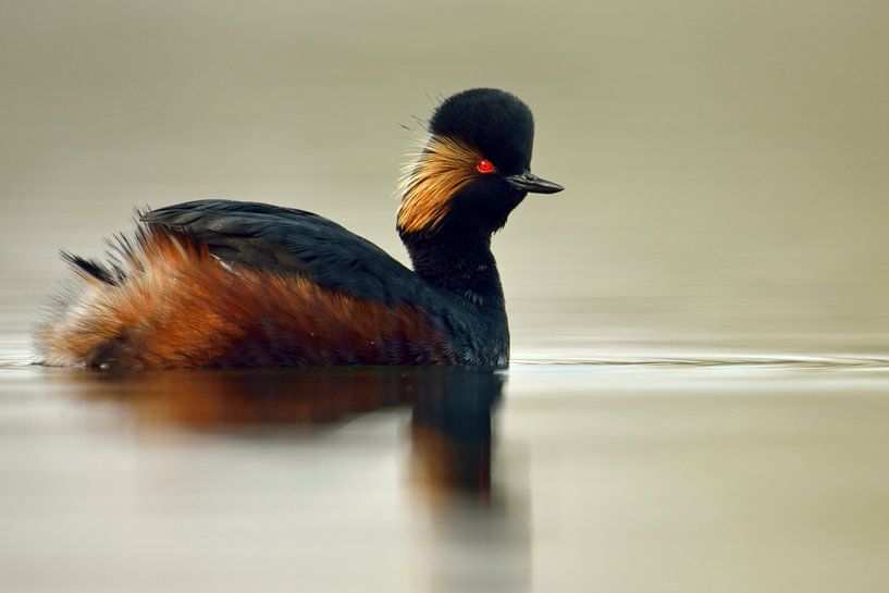 / Schwarzhalstaucher ( Podiceps nigricollis ) im Brutkleid, schwimmt dicht bei, silbergoldenes Wasse par wunderbare Erde