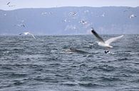 Der Rücken eines Wals kommt hoch, Möwen kommen zur Beobachtung von Lau de Winter Miniaturansicht