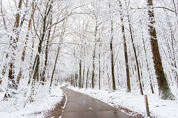 Speulderbos, Gelderland, Bäume, Winter, Natur.