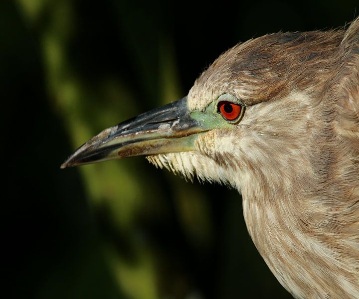 Juvenile Green Heron Portrait - Portrait eines jungen Grünreihers von Christiane Schulze