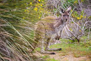 Kangoeroe in Australie van Thomas van der Willik