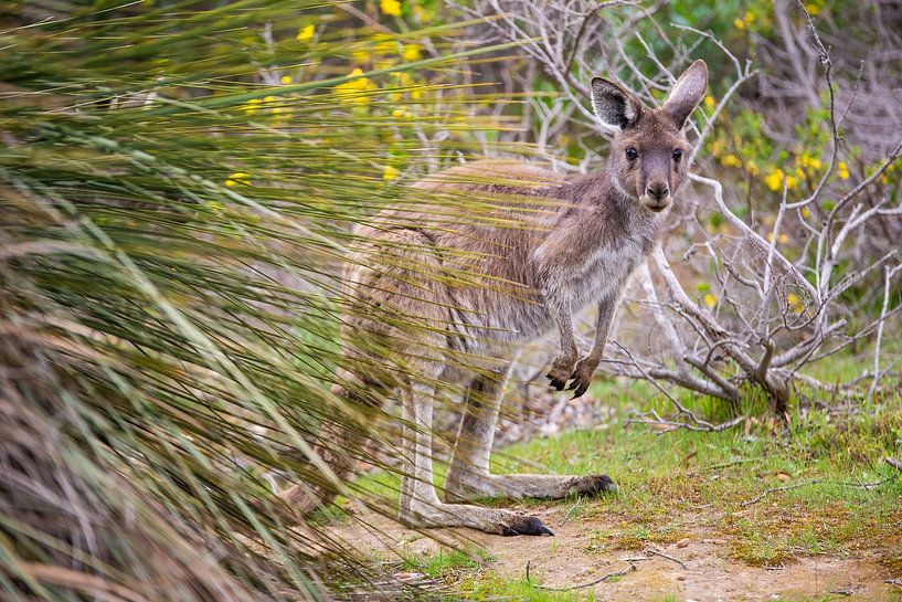 Kangaroo in Australia by Thomas van der Willik