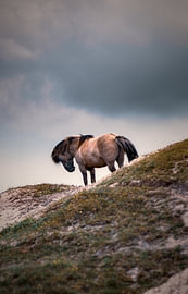 Wild paard in de duinen van Jesse Simonis