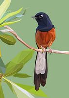 Murai Batu Vogel in Low Poly