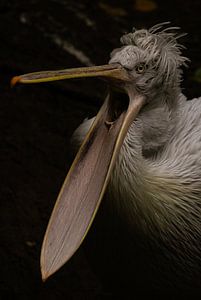 Pelecanus crispus