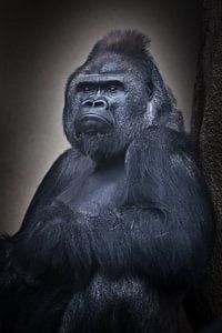 Ruhiges Vertrauen eines sitzenden männlichen Gorillas und seine kräftige Hand, Brustbild von Michael Semenov