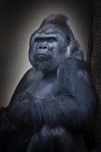 Rustig vertrouwen van een zittende mannetjesgorilla en zijn krachtige hand, half-lengte portret