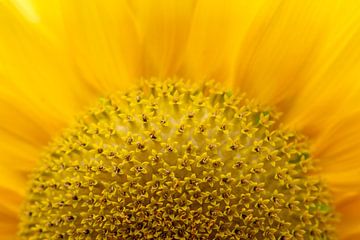 Sunflower Bloom van Wil Crooymans