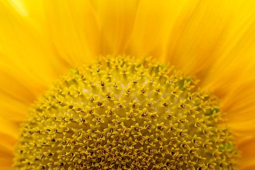 Sunflower Bloom