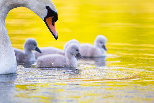 Family outing for the swans
