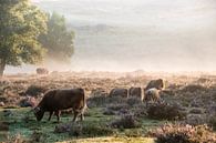 Mookerheide en fleurs au petit matin.... par Marjo Kusters Aperçu