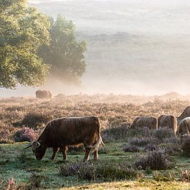 Mookerheide en fleurs au petit matin.... sur Marjo Kusters