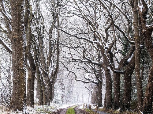 Snow-covered old trees along an old forest path in Havelte.