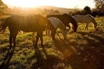 Paarden in de zonsondergang van HoltJohn