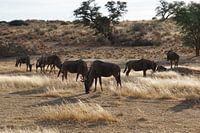 wildebeests