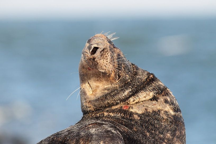 Phoque gris Bull Ile Helgoland Allemagne par Frank Fichtmüller