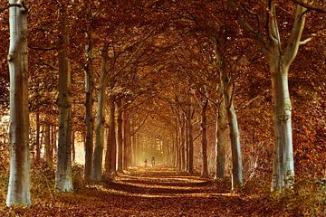 Herfstfoto in het bos 