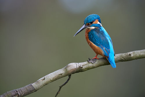 IJsvogel