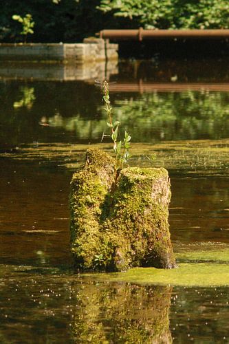 Als een rots boven het water