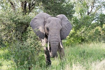 big elephant in kruger park by ChrisWillemsen