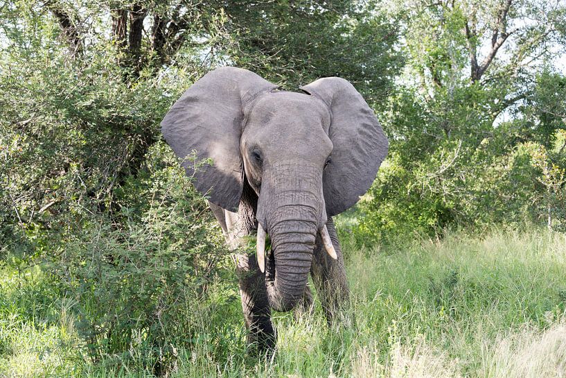 big elephant in kruger park par ChrisWillemsen