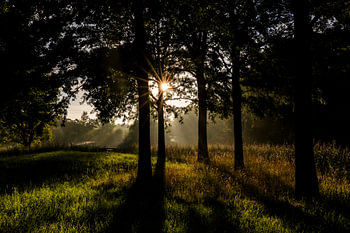 Arbres et végétation à contre-jour