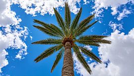 Palmbomen met wolken