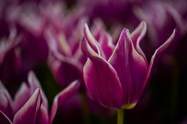 eine lila-rosa Tulpe mit weißem Rand im Blumenfeld des Keukenhofs von Margriet Hulsker